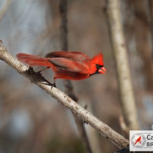 A cardinal with bright red feathers and a black face is perched on a bare branch. The background is blurred, showing branches and snow.
