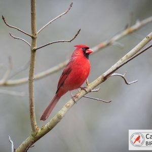 A red cardinal perched on a leafless branch against a blurred background, with a logo in the bottom right corner.