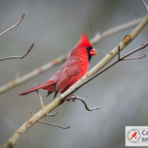 A red cardinal perched on a bare branch against a blurred gray background, with a logo that reads "Cardinal Bird Pictures" in the corner.