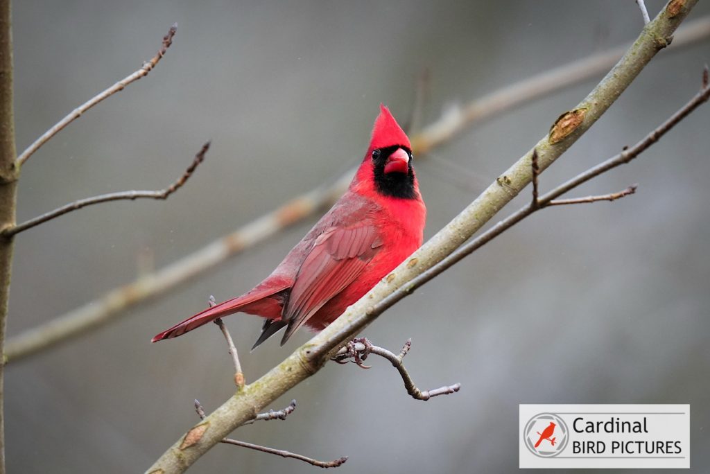 A red cardinal perched on a bare branch against a blurred gray background, with a &quot;Cardinal Bird Pictures&quot; logo in the corner.