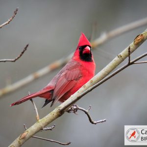 A red cardinal perched on a bare branch against a blurred gray background, with a "Cardinal Bird Pictures" logo in the corner.