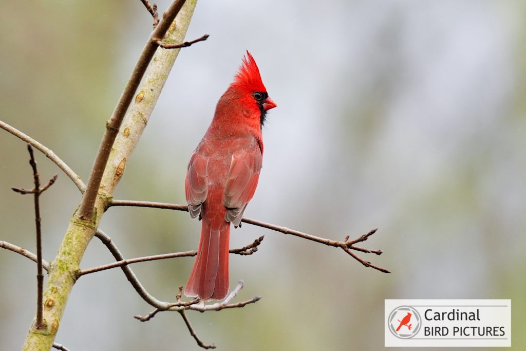 A bright red cardinal perches on a bare branch against a blurred background.