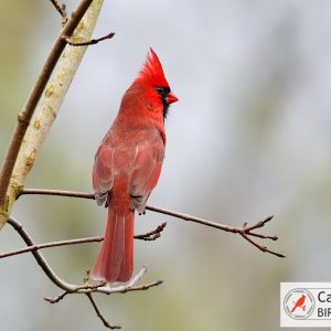 A bright red cardinal perches on a bare branch against a blurred background.