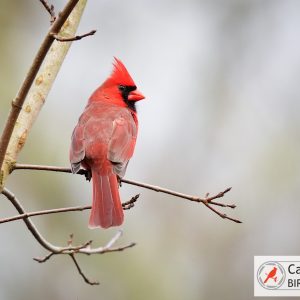A red cardinal perched on a bare tree branch against a blurred background.