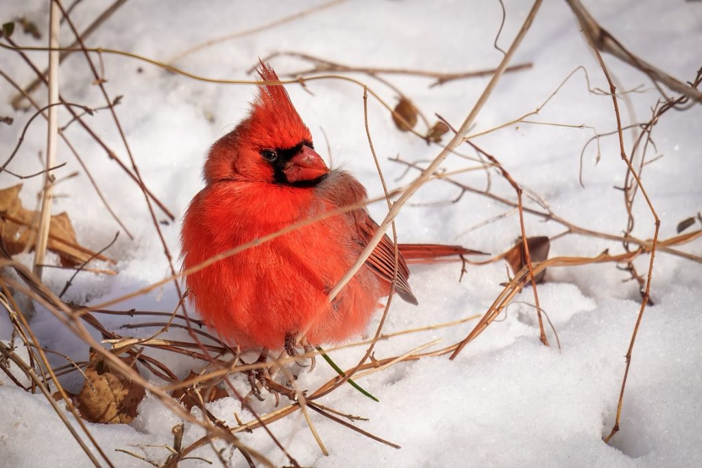 A bright red cardinal sits on snow surrounded by dry twigs and leaves.