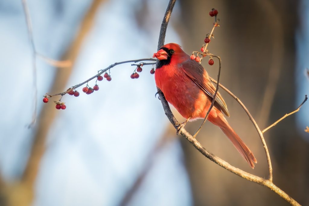 A red cardinal perched on a thin branch with red berries, set against a blurred background.