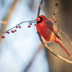 A red cardinal perched on a thin branch with red berries, set against a blurred background.