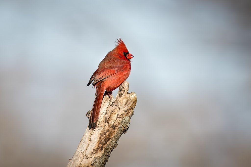 A bright red cardinal perched on a weathered tree branch against a blurred background.