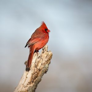 A bright red cardinal perched on a weathered tree branch against a blurred background.