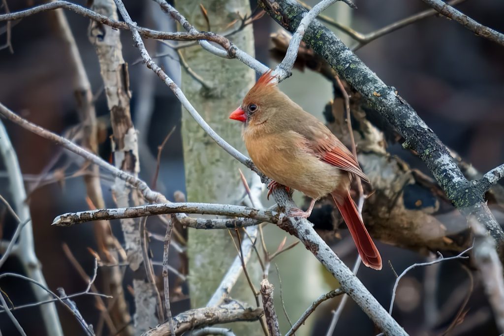 A female cardinal with brown and red feathers perches on a branch among tangled twigs.