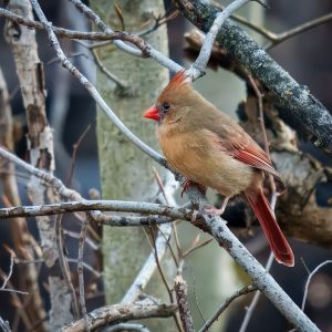 A female cardinal with brown and red feathers perches on a branch among tangled twigs.