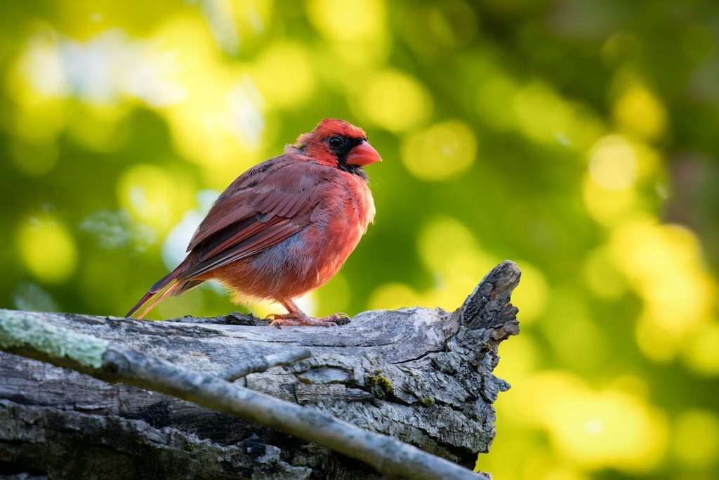 A cardinal with bright red plumage perches on a mossy tree branch against a blurred green background.