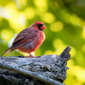 A cardinal with bright red plumage perches on a mossy tree branch against a blurred green background.