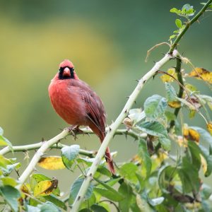 A red cardinal perches on a branch with green leaves against a blurred background.