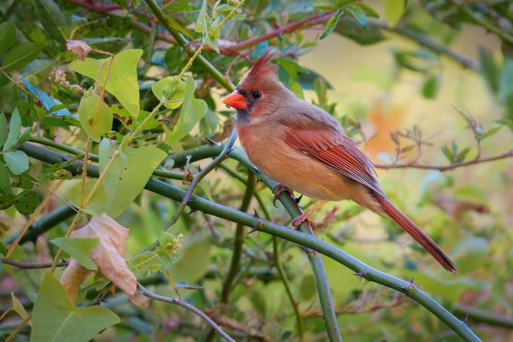 A female cardinal with brown and red feathers perched on a branch surrounded by green leaves.