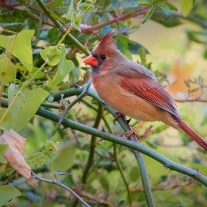 A female cardinal with brown and red feathers perched on a branch surrounded by green leaves.