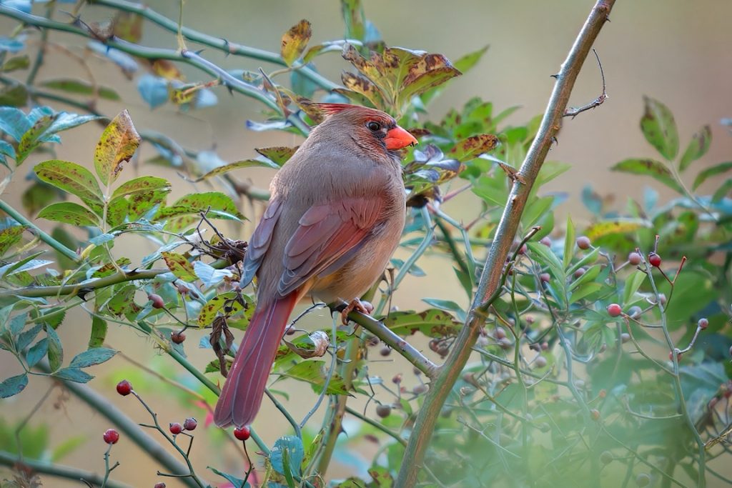 A female cardinal with brown and red plumage perches on a branch amidst green and yellow leaves with red berries.