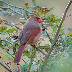 A female cardinal with brown and red plumage perches on a branch amidst green and yellow leaves with red berries.