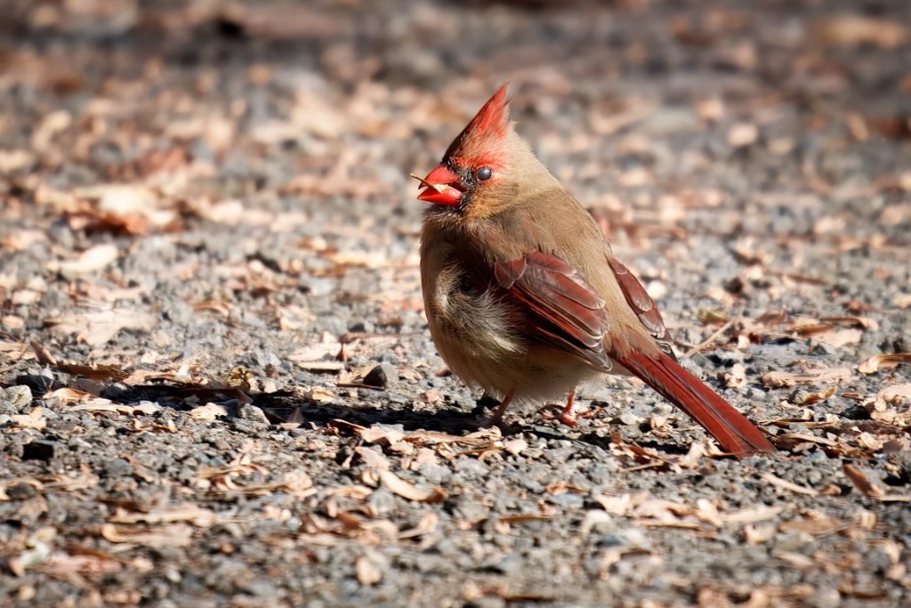 A female cardinal with a brown body and red accents stands on gravel, surrounded by scattered dry leaves.