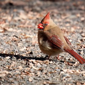 A female cardinal with a brown body and red accents stands on gravel, surrounded by scattered dry leaves.