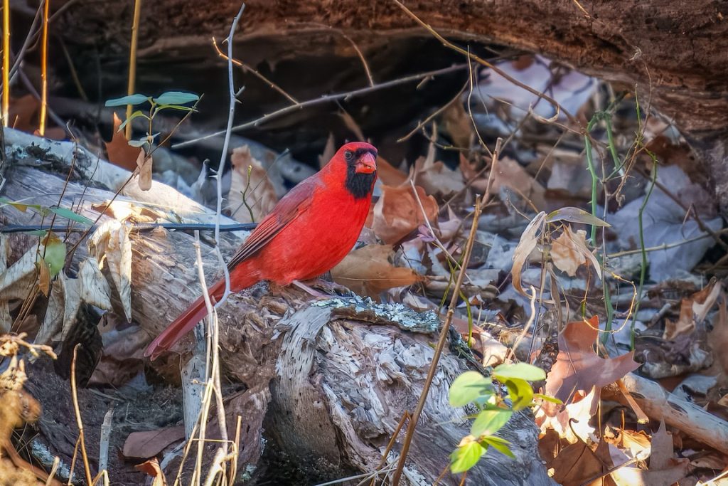 A red cardinal perched on a fallen log surrounded by autumn leaves and twigs in a wooded area.