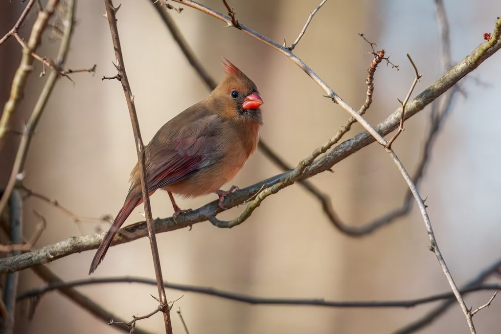 A bird with reddish-brown feathers and a crest sits on a thin, bare branch against a blurred background.