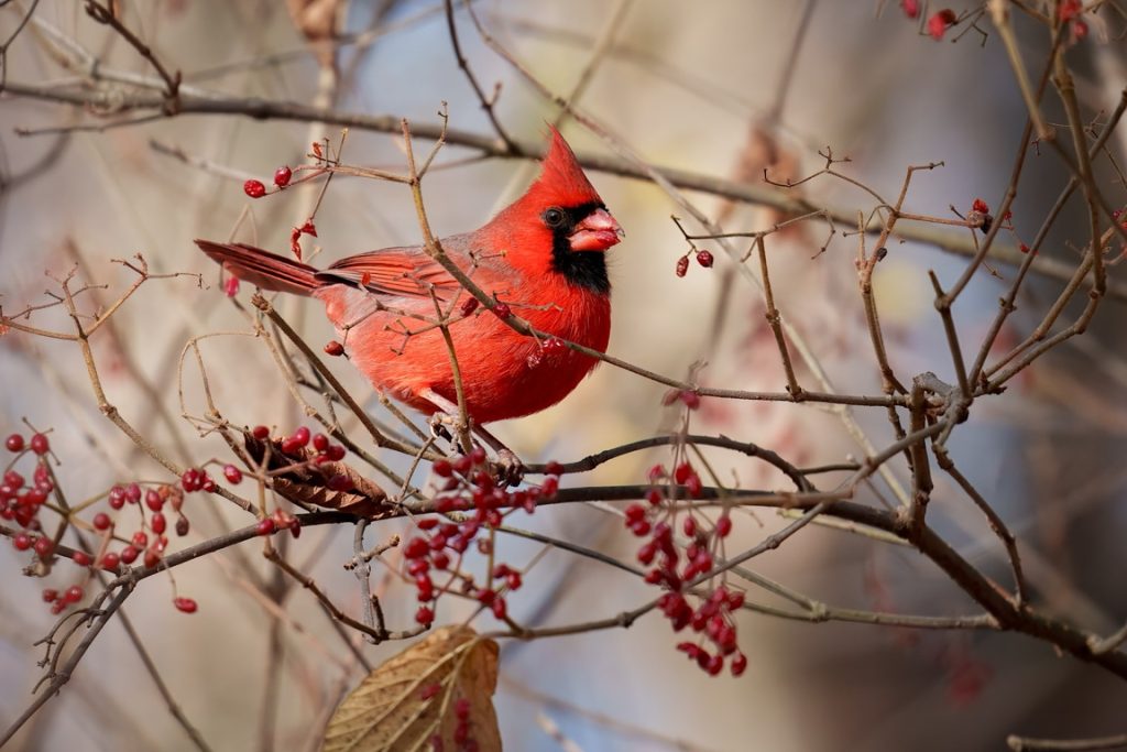 A bright red cardinal perched on a branch with small red berries, set against a blurred background.