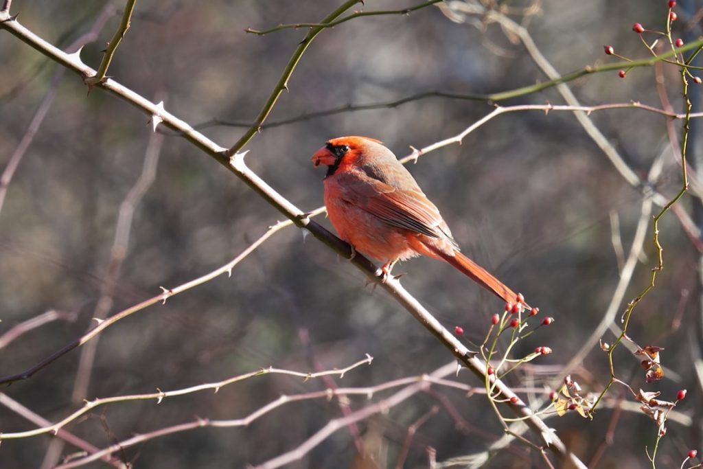 A red cardinal perches on a branch with small buds, surrounded by leafless twigs.