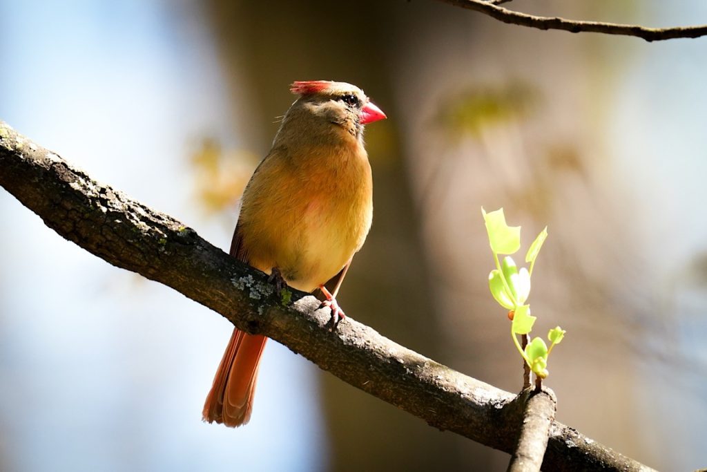 A female cardinal perched on a tree branch with fresh green leaves in sunlight.