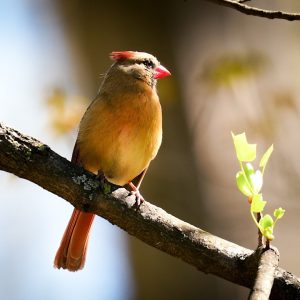 A female cardinal perched on a tree branch with fresh green leaves in sunlight.