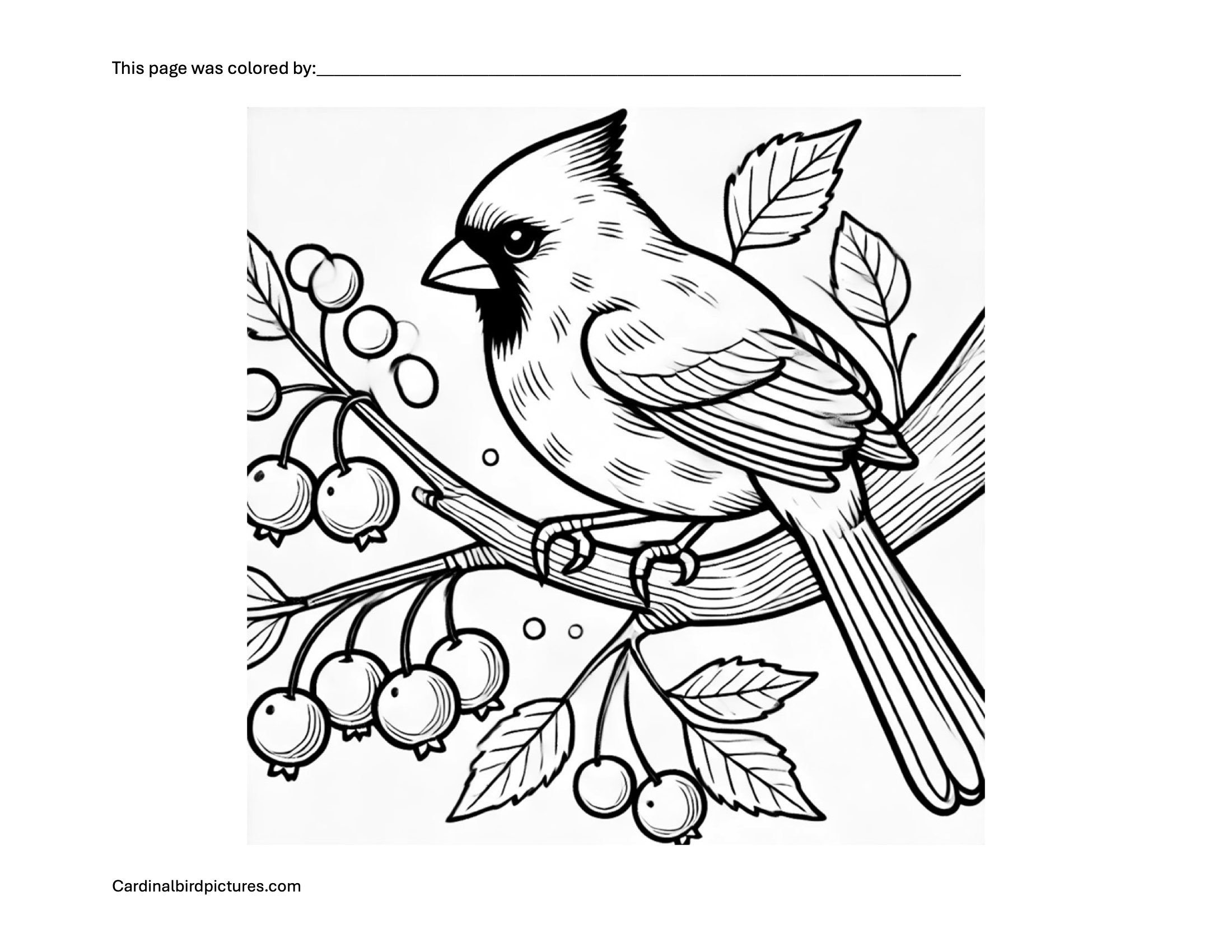 Black and white illustration of a cardinal perched on a branch with berries.