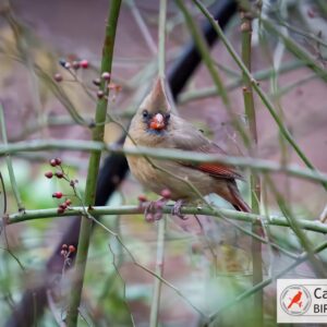 A female cardinal with a crest perches on a branch surrounded by thin twigs and small red berries.