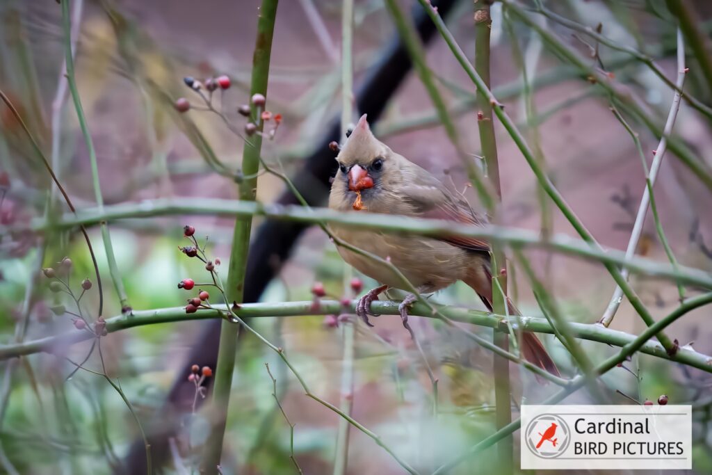 A female cardinal with a pointed crest perched on a slender branch among sparse red berries.