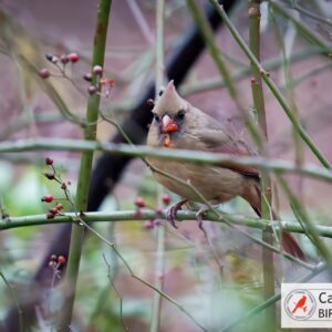 A small bird with a pointed crest perched on a slender branch among sparse red berries.