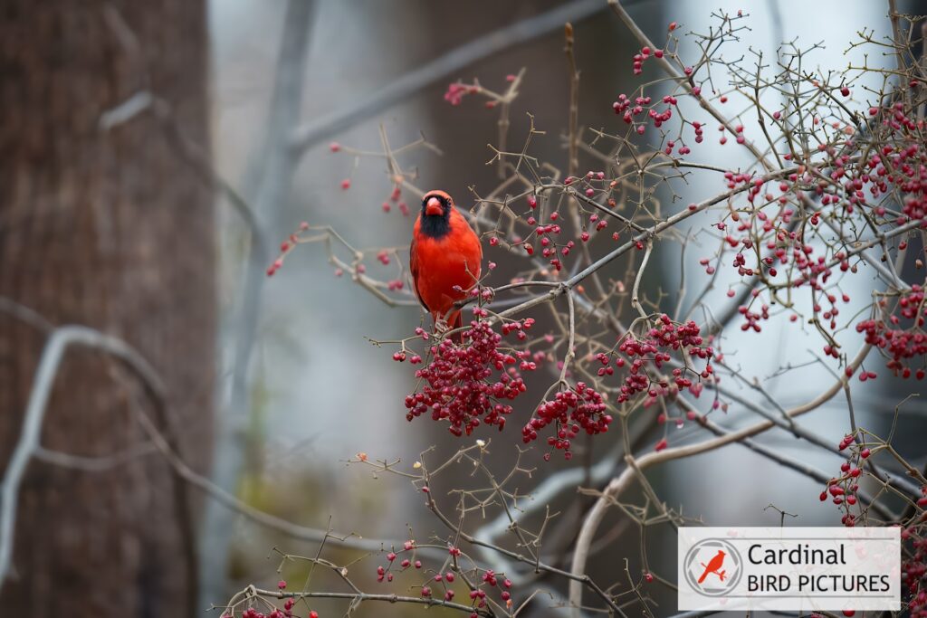 A red cardinal perched on a branch with clusters of red berries in a forest setting.