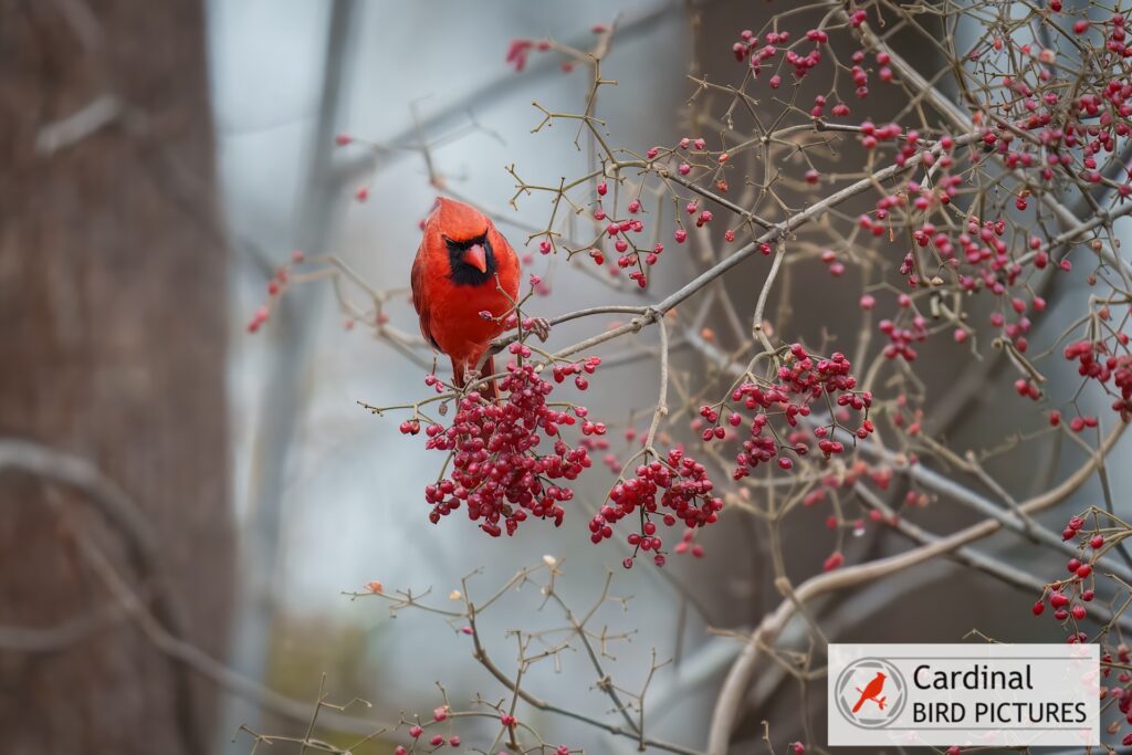 A red cardinal perched on a branch with clusters of red berries, set against a blurred forest background.