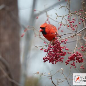 A vibrant red cardinal perched on a branch surrounded by clusters of red berries.