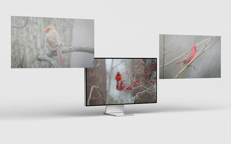 A computer monitor displays an image of a red cardinal on berry-laden branches. Two floating frames show cardinals on branches in misty settings.